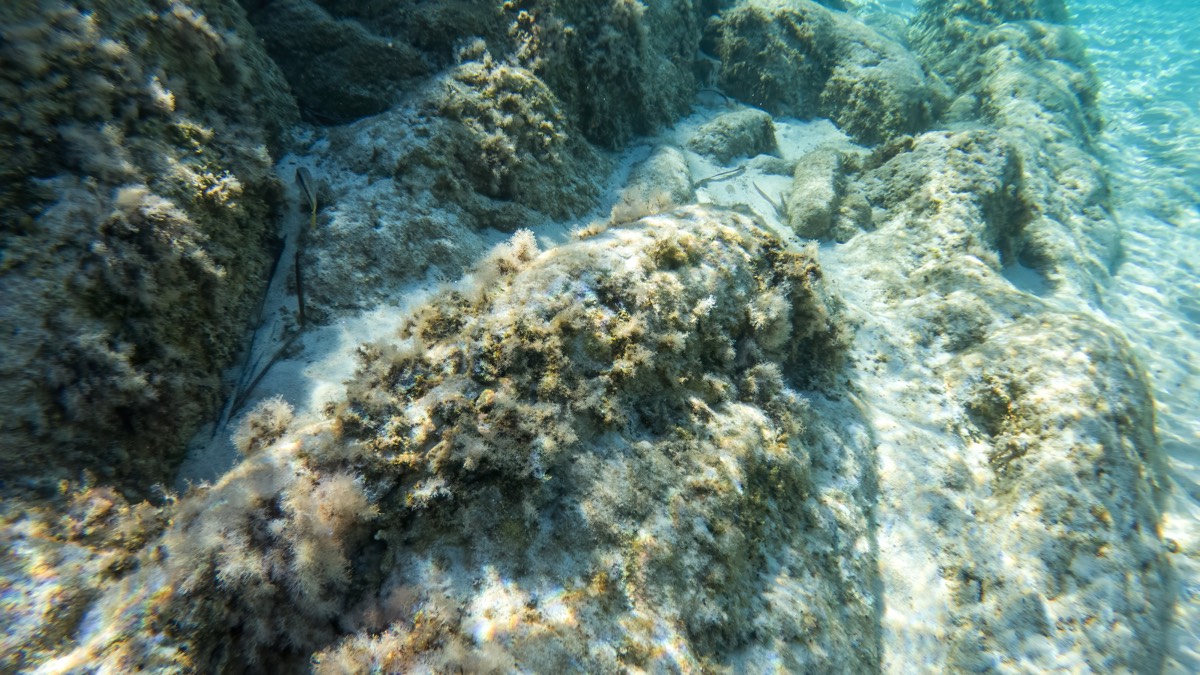 Felsiger Meeresboden mit pelzigem Bewuchs im flachen Küstenwasser – typischer Hydroiden-Lebensraum