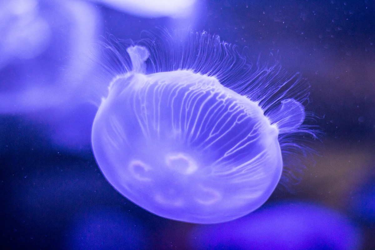 Durchsichtige Qualle in bläulichem Unterwasserlicht – stechende Meduse im Atlantik