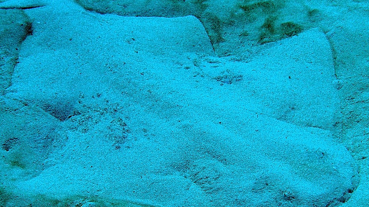 Engelhai (Squatina squatina) im Sand getarnt – Charco del Palo, Lanzarote. Foto: Tony Glibert / IUCN SSG