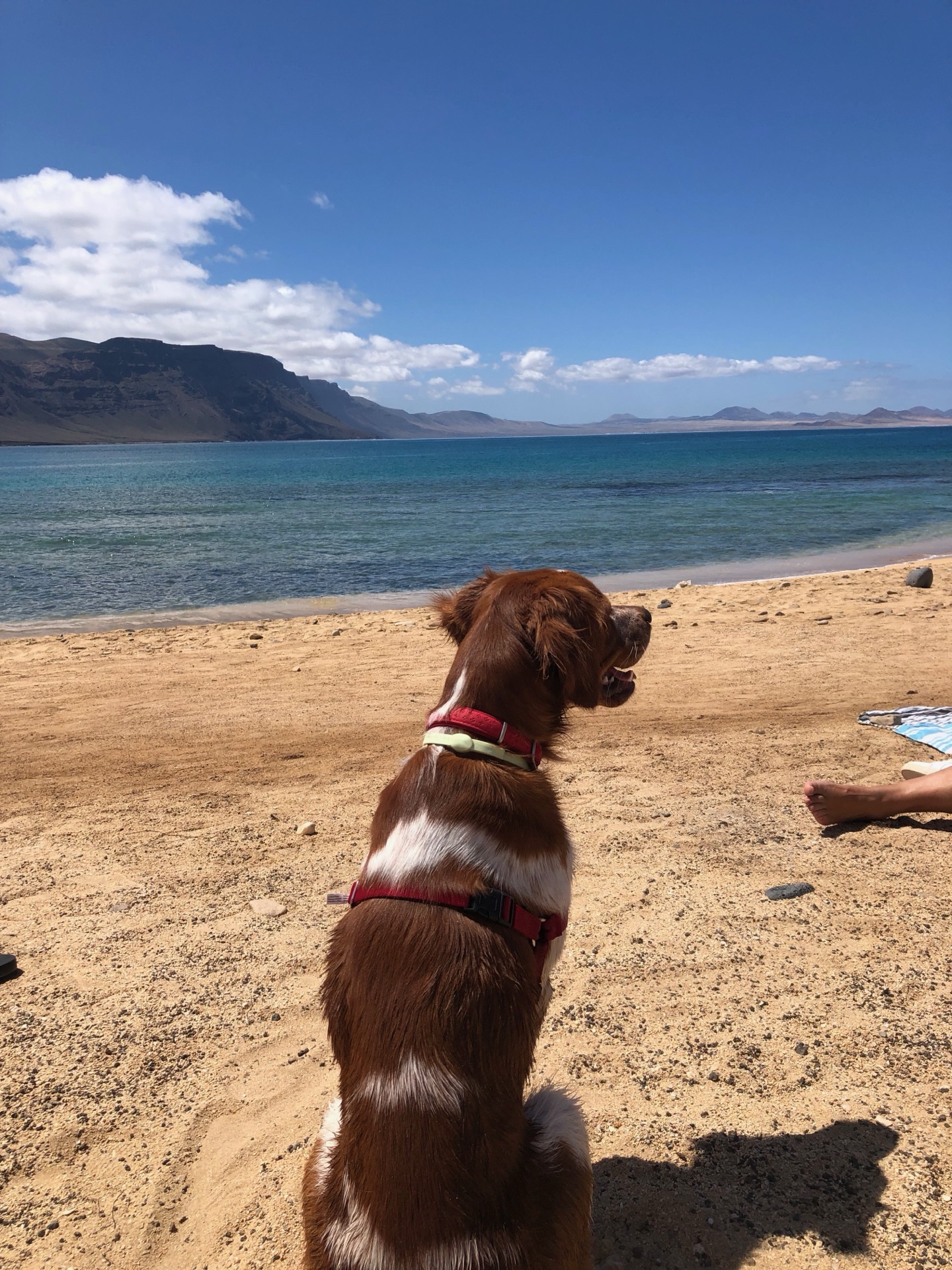 Hund am Famara-Strand Lanzarote mit Blick auf La Graciosa – entspannter Urlaubsmoment auf der Kanareninsel