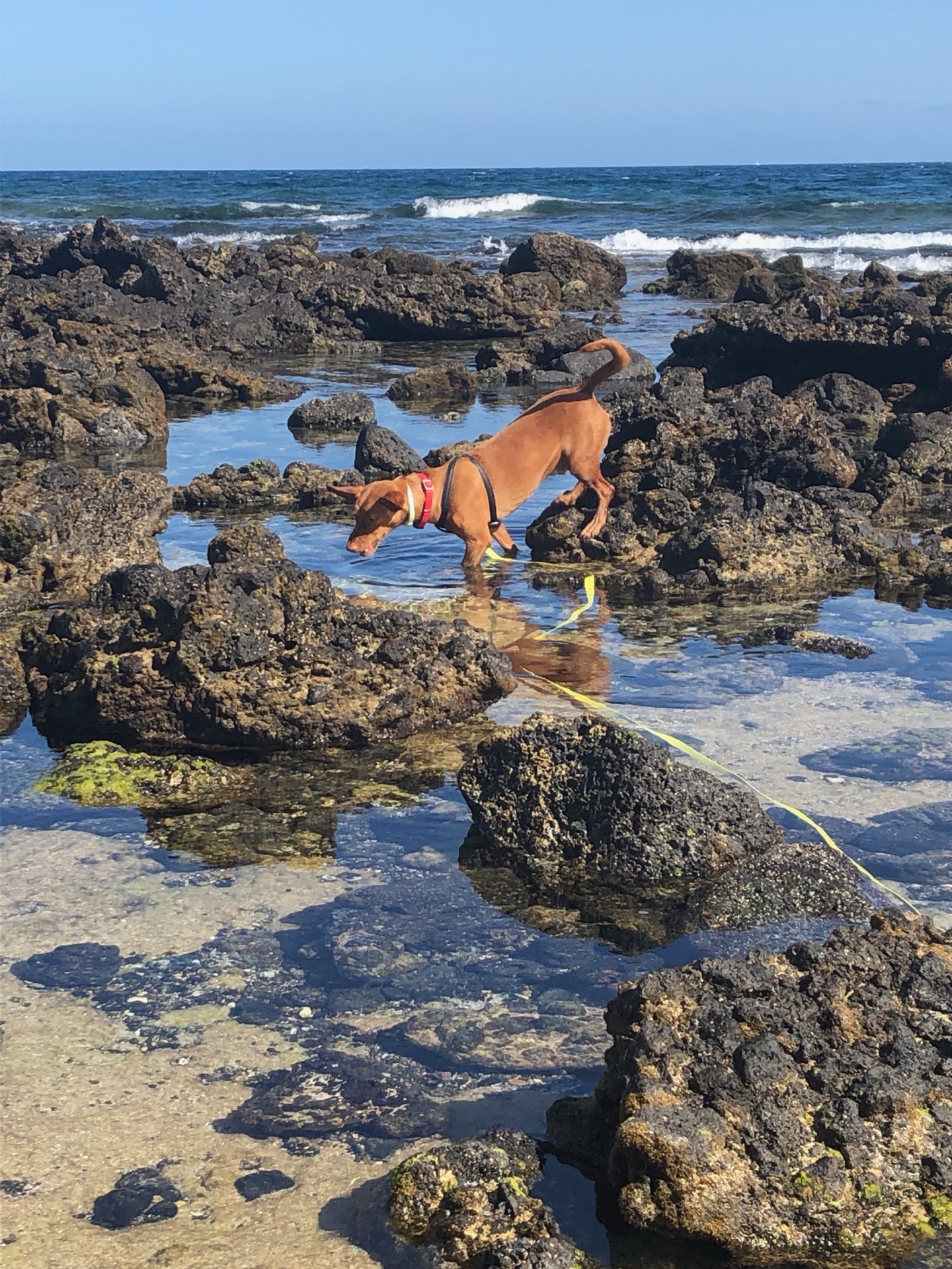 Hund erkundet die Lavafelsen an der Küste Lanzarotes – Wandern mit Hund auf Lanzarote