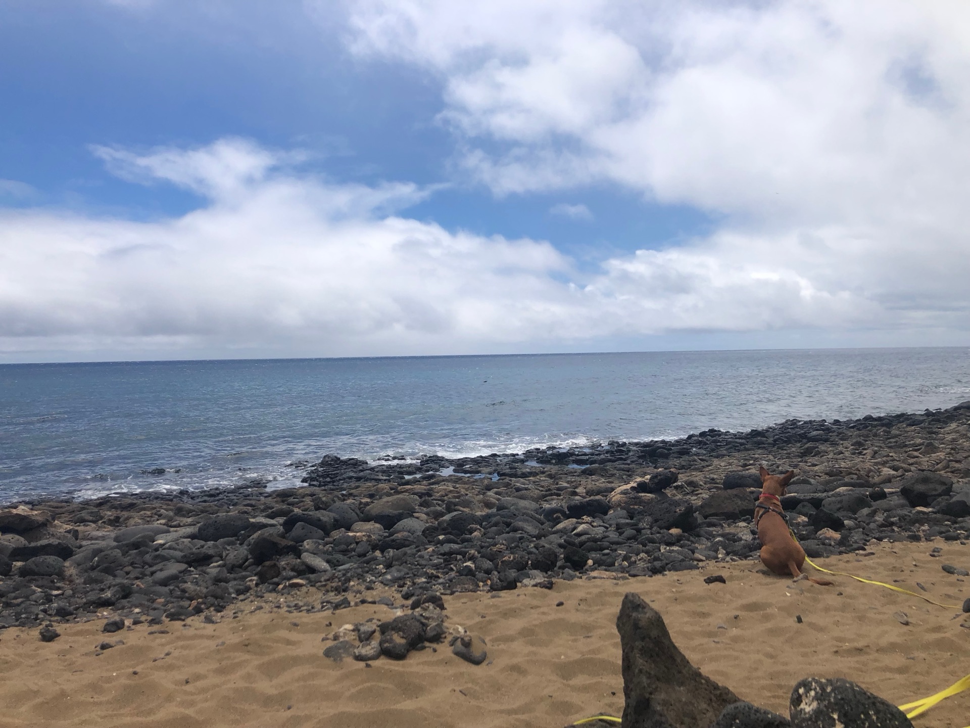 Hund am Strand von Famara Lanzarote mit Blick auf das Meer und die Klippen von La Graciosa