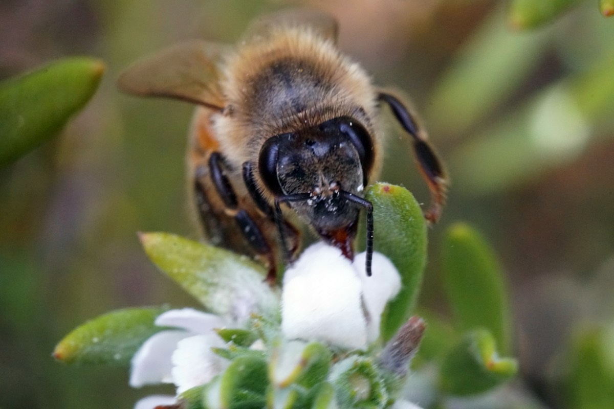 Honigbiene im Makro auf weißer Blüte – Bienen und Wespen auf Lanzarote