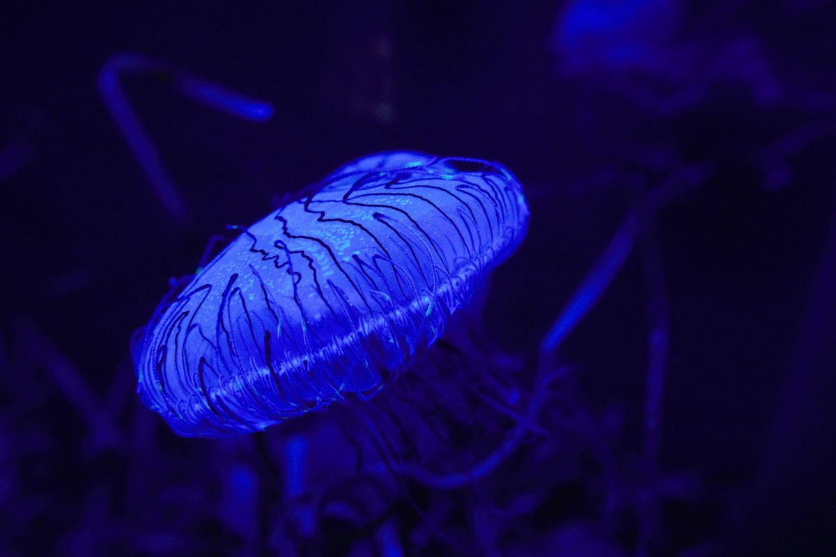 Blau leuchtender Körper der Portugiesischen Galeere unter UV-Licht – Physalia physalis
