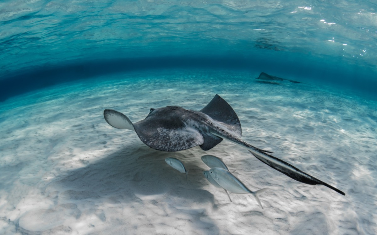 Stechrochen schwimmt über weißem Sandboden im klaren türkisblauen Meer, begleitet von kleinen Silberfischen – ein zweiter Rochen ist im Hintergrund zu sehen