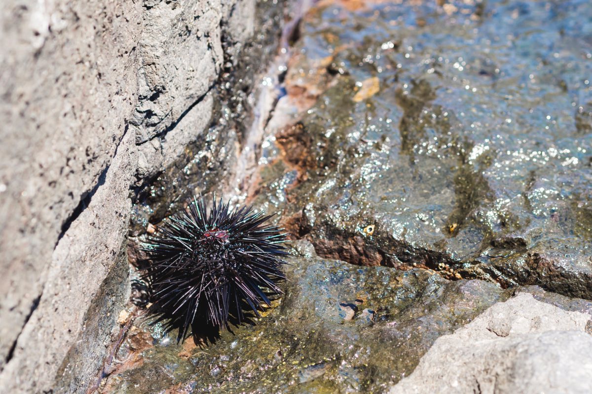 Schwarzer Seeigel (Diadema antillarum) auf Lavafels unter Wasser vor Lanzarote
