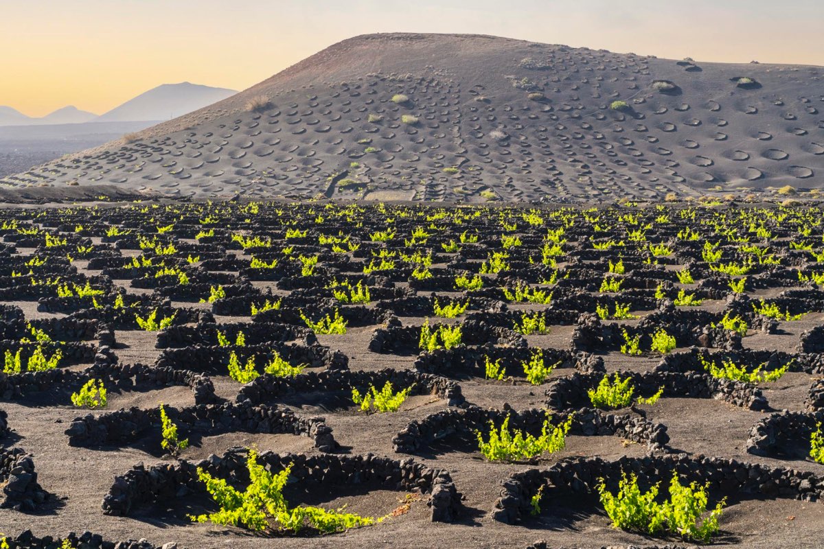 Weinreben in Vulkankratern in La Geria, Lanzarote